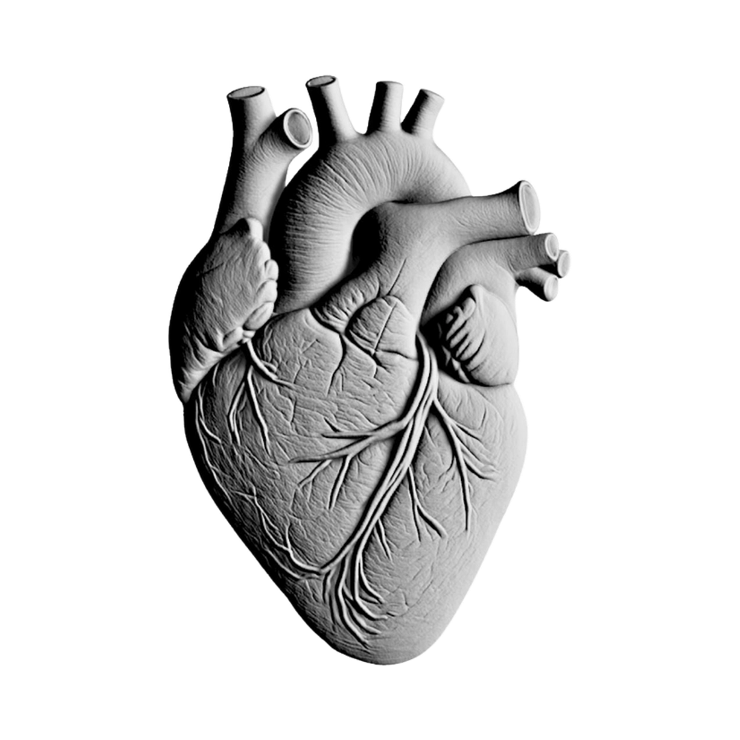 Anatomical Human Heart STL file for 3D printing and CNC routing, LightBurn and Vectric ready