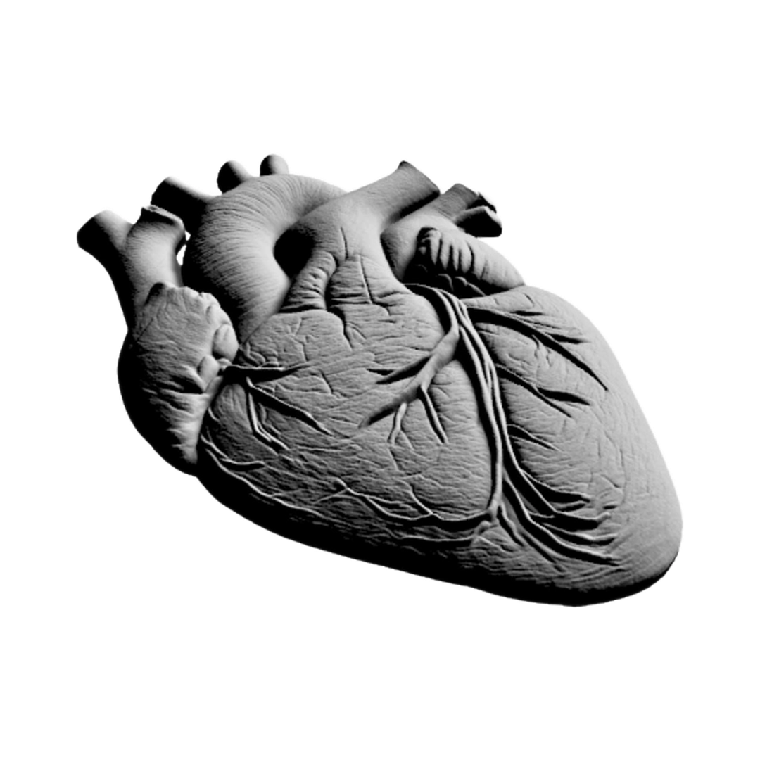 Anatomical Human Heart design preview, lifestyle & novelty