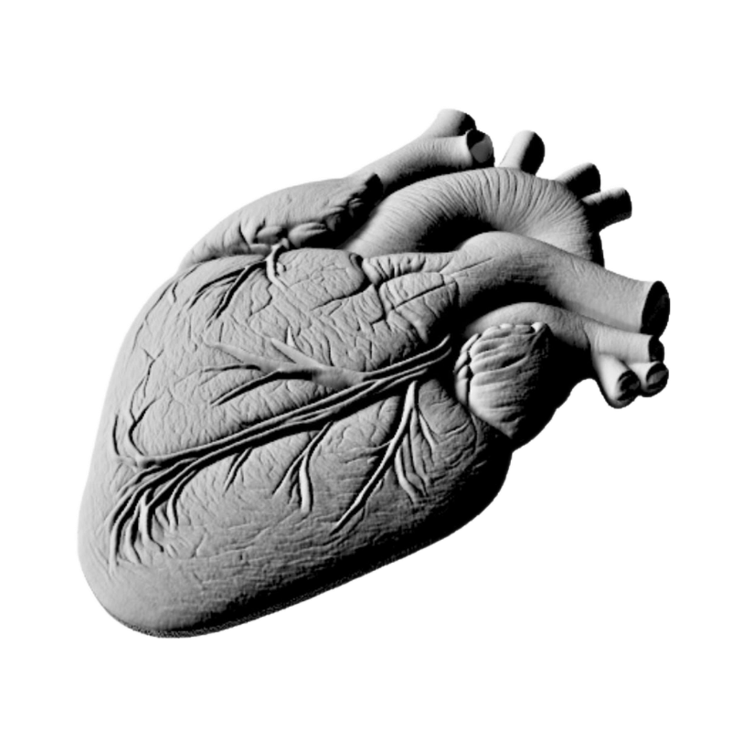 Anatomical Human Heart detail view, ready for 3D printing and CNC routing