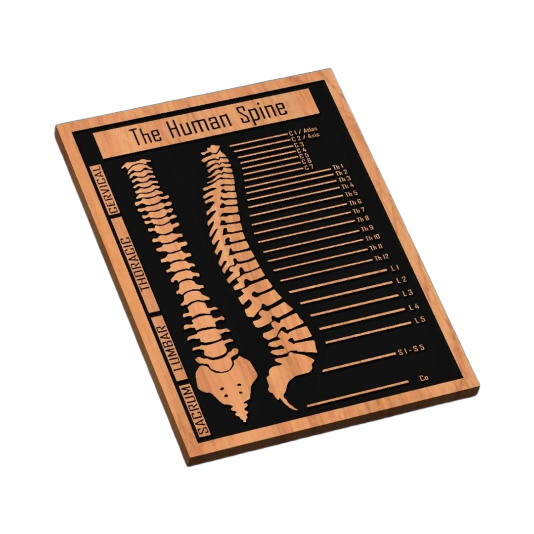 Human Spine Medical Chart SVG file for laser cutting and CNC routing, LightBurn and Vectric ready