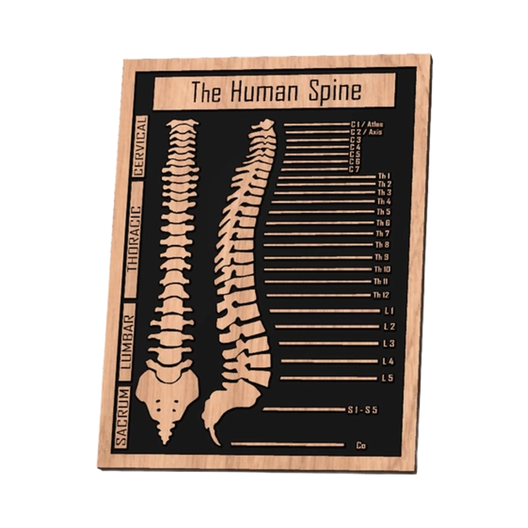 Human Spine Medical Chart design preview, professions & hobbies