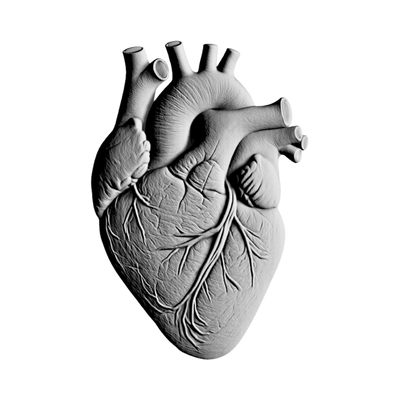 Anatomical Human Heart STL file for 3D printing and CNC routing, LightBurn and Vectric ready