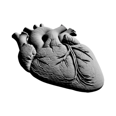 Anatomical Human Heart design preview, lifestyle & novelty