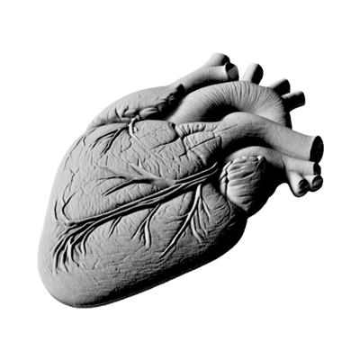 Anatomical Human Heart detail view, ready for 3D printing and CNC routing