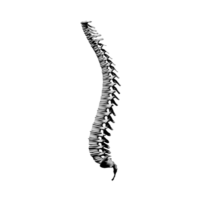 Human Spine Anatomy STL file for digital crafting, LightBurn and Vectric ready