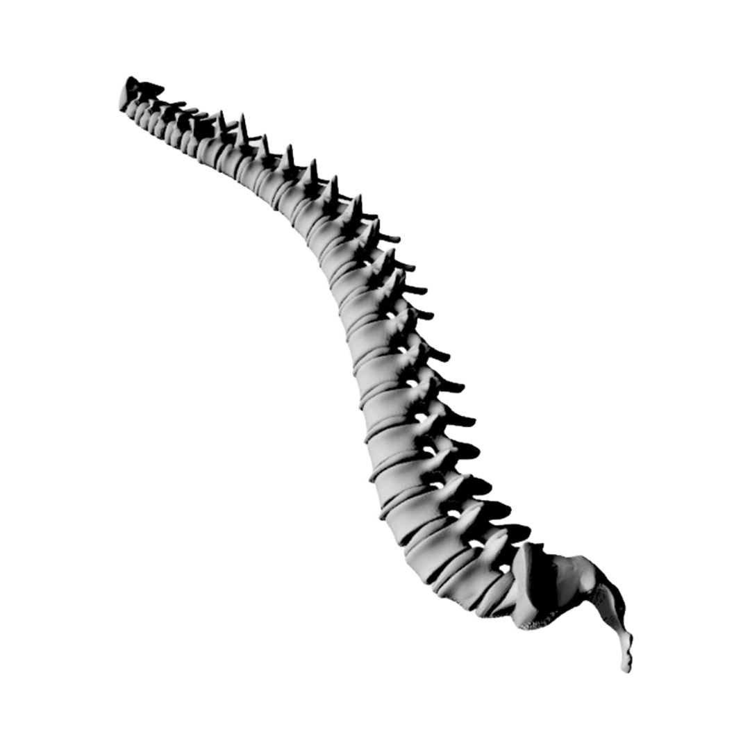 Human Spine Anatomy design preview, professions & hobbies
