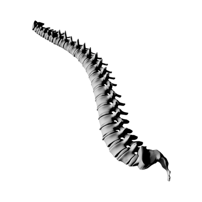 Human Spine Anatomy design preview, professions & hobbies