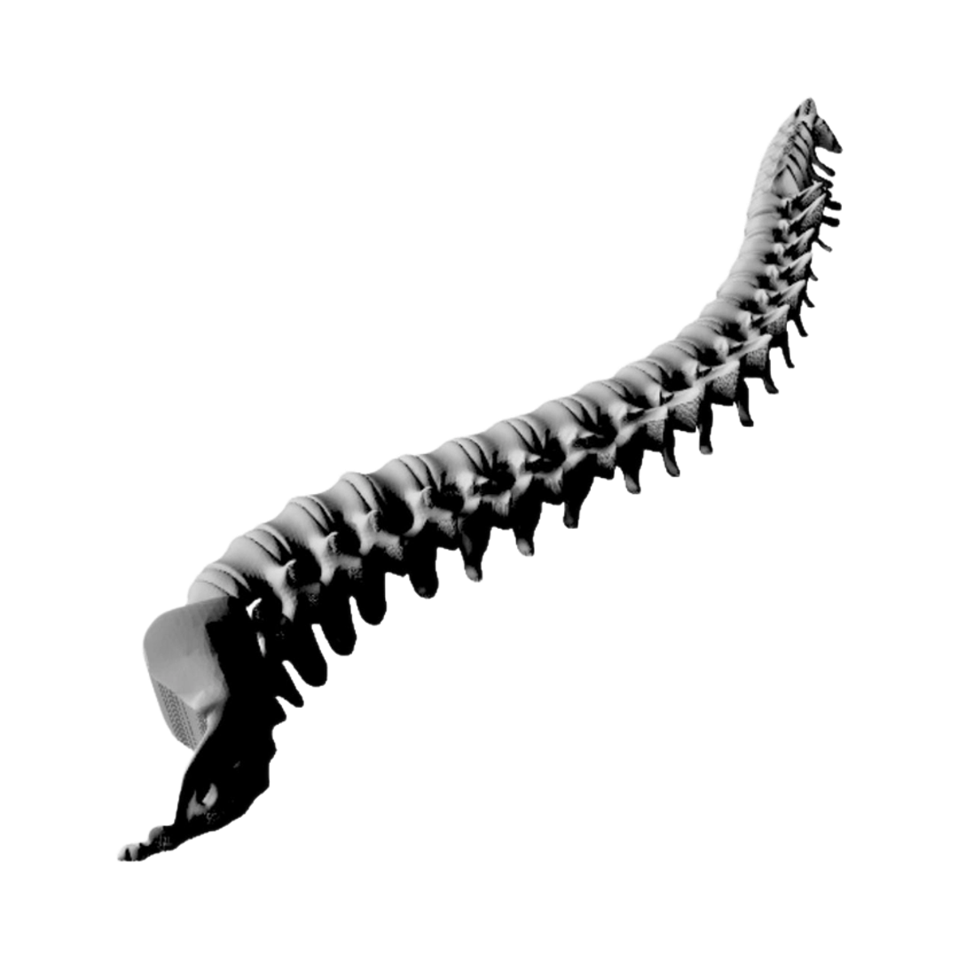 Human Spine Anatomy detail view, ready for digital crafting