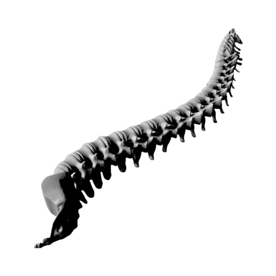 Human Spine Anatomy detail view, ready for digital crafting