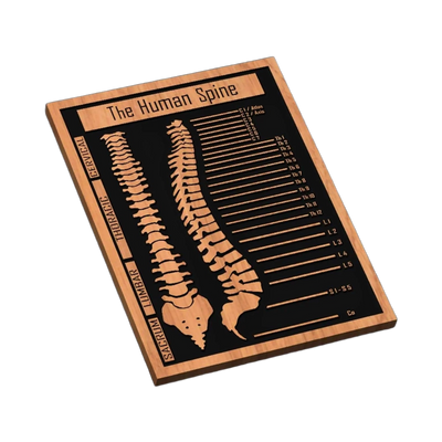 Human Spine Medical Chart SVG file for laser cutting and CNC routing, LightBurn and Vectric ready