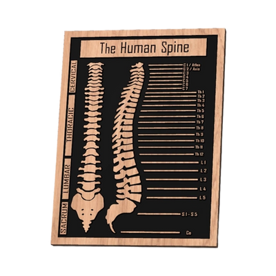 Human Spine Medical Chart design preview, professions & hobbies