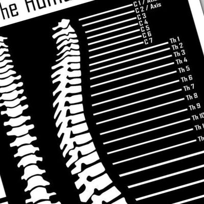 Human Spine Medical Chart detail view, ready for laser cutting and CNC routing