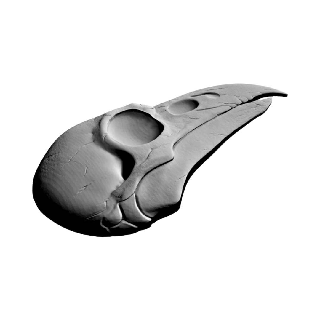 Raven Skull design preview, skulls & skeletons