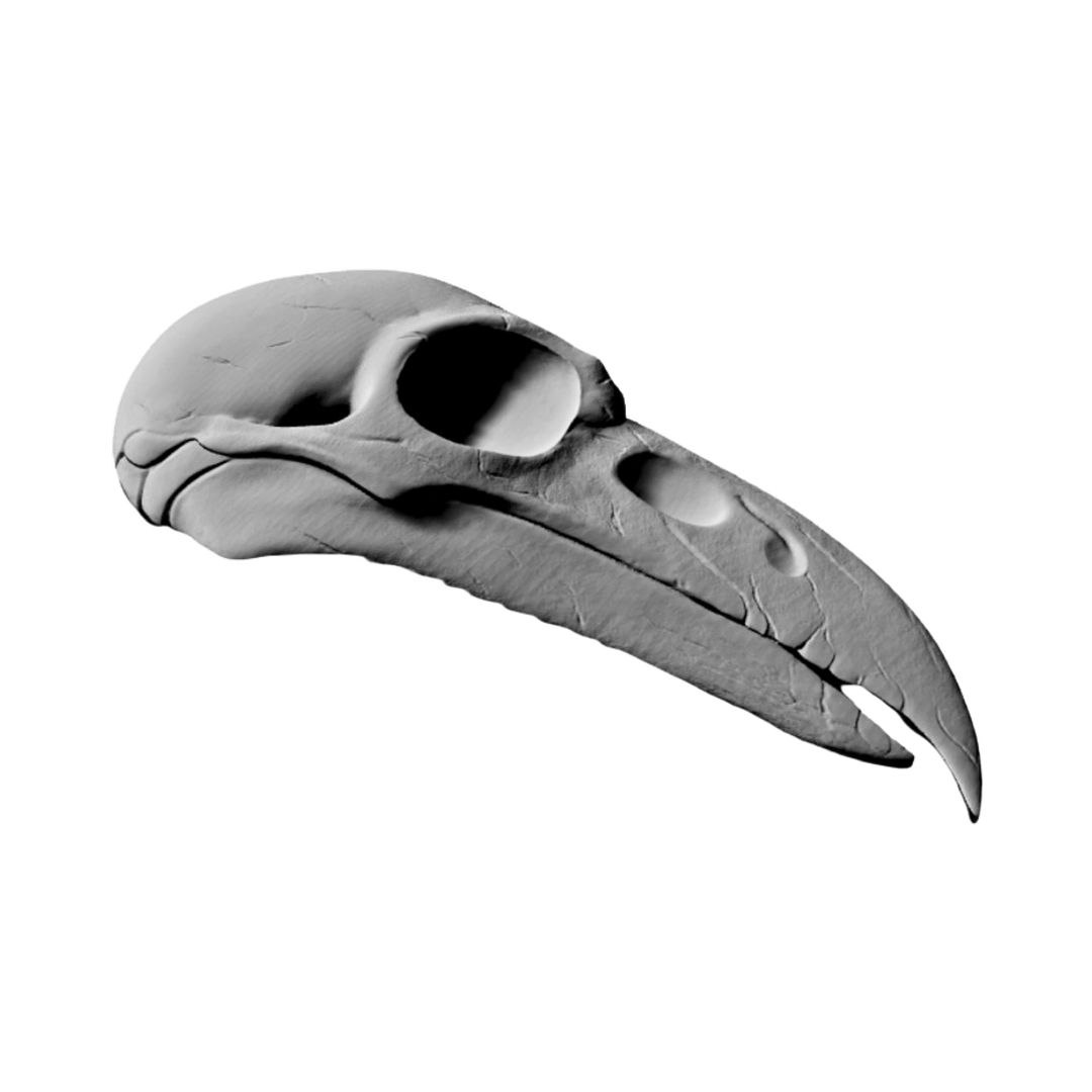 Raven Skull detail view, ready for digital crafting