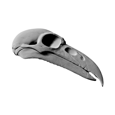 Raven Skull detail view, ready for digital crafting